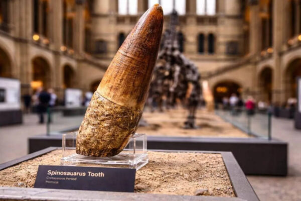 A $100 dinosaur tooth purchase reveals the truth about fossil collecting |