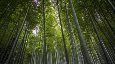 Brazil's new climate plan targets deforestation