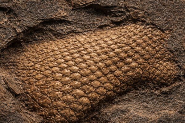 Scientists find a 289-million-year-old reptile skin fossil in an Oklahoma cave and it’s rewriting history |