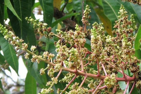 Mango tree full of ‘broom-like flowers’ but no fruit? Here’s why it’s a warning sign |