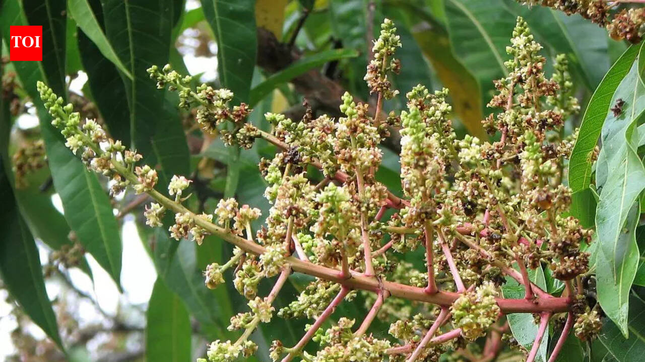 Mango tree full of ‘broom-like flowers’ but no fruit? Here’s why it’s a warning sign |