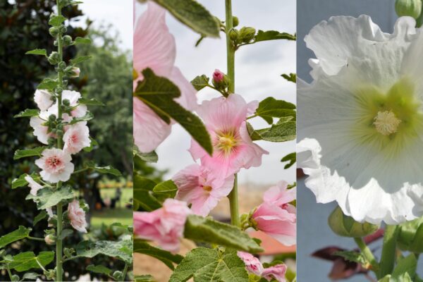 How to grow hollyhock flowers at home and achieve a vibrant summer garden |
