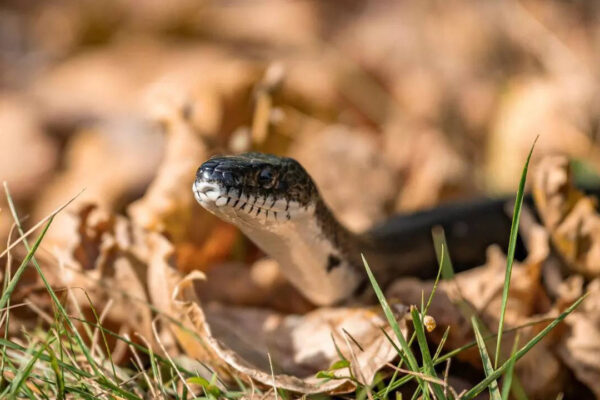 Snake in your garden? Here’s what to do (and not do) to stay safe and avoid common mistakes homeowners make |