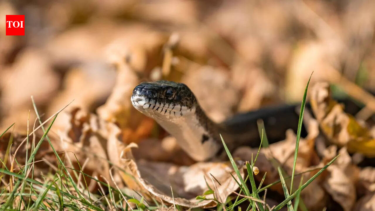 Snake in your garden? Here’s what to do (and not do) to stay safe and avoid common mistakes homeowners make |