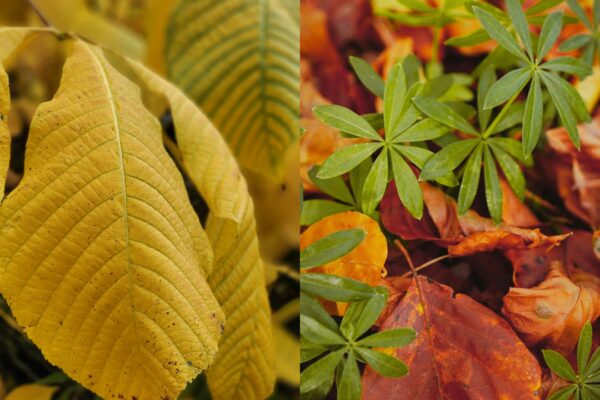 How to fix yellow leaves and make your plants green again |