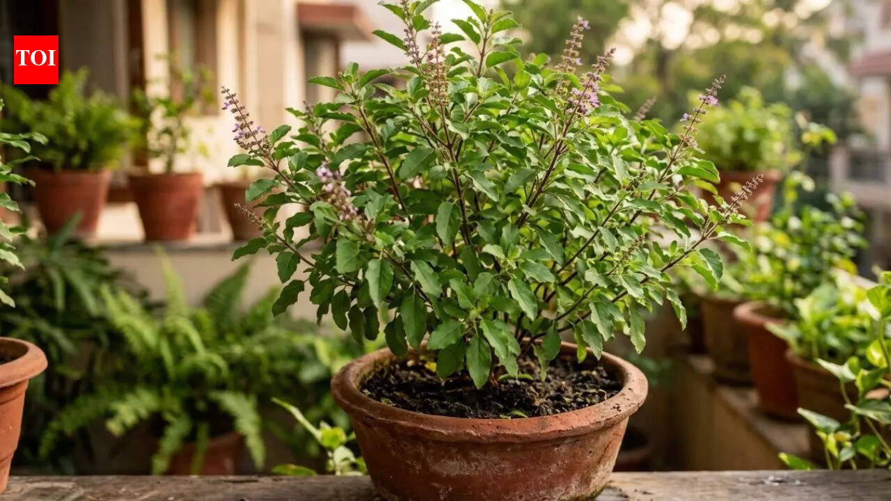How to care for a Tulsi plant and stop leaves from turning yellow |