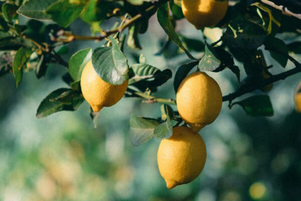 Lemon tree growing but not bearing fruit? Try these simple tips to fix it |