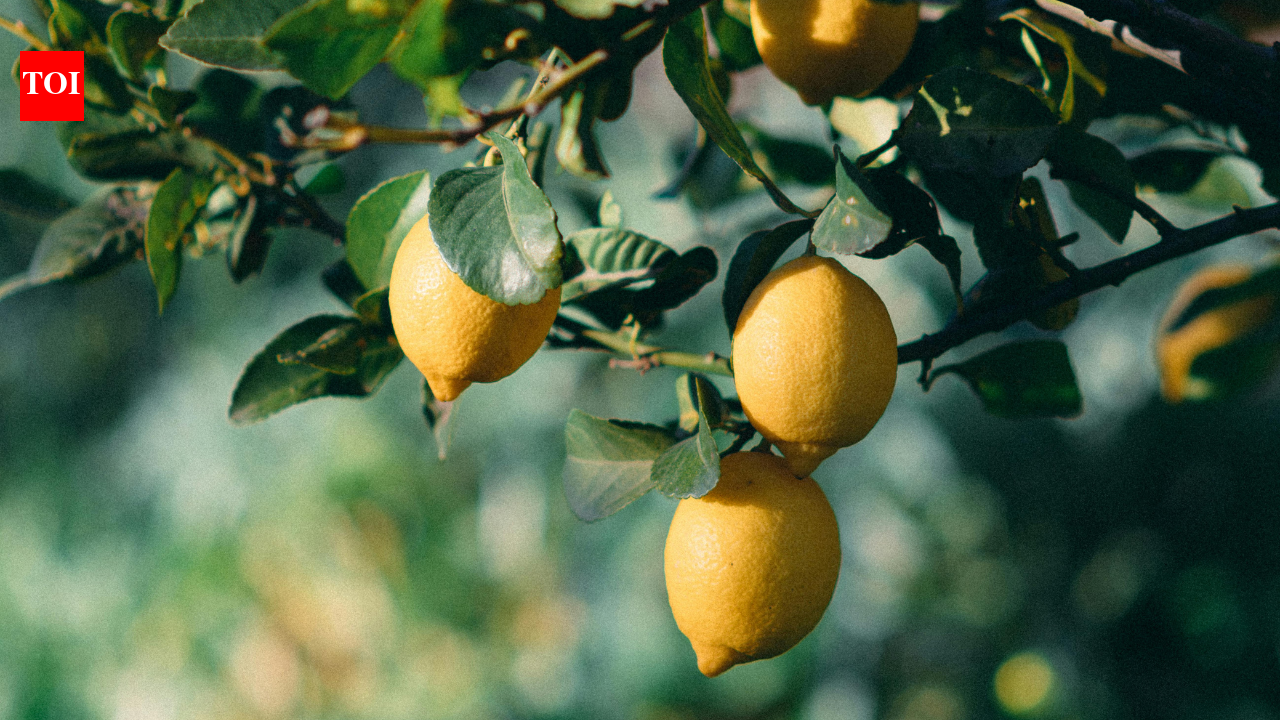 Lemon tree growing but not bearing fruit? Try these simple tips to fix it |