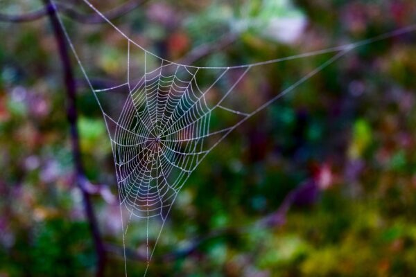 Tired of spider webs at home? Try these easy fixes that actually work |