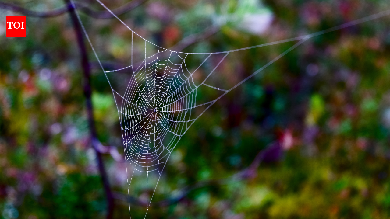 Tired of spider webs at home? Try these easy fixes that actually work |