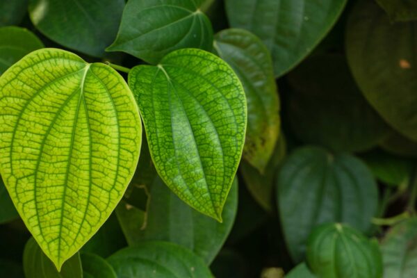 How to grow a paan (betel leaf) plant from a single leaf: A simple guide for home gardeners |