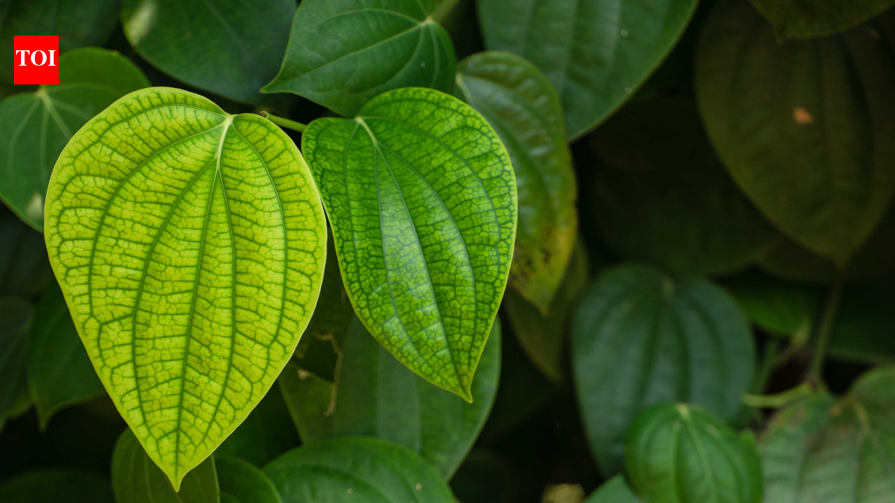 How to grow a paan (betel leaf) plant from a single leaf: A simple guide for home gardeners |