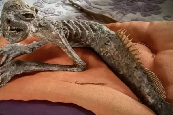 ‘Half-fish, half-human’ Mummified mermaid discovered in Japan with traits linked to rare Kappa folklore artefact |