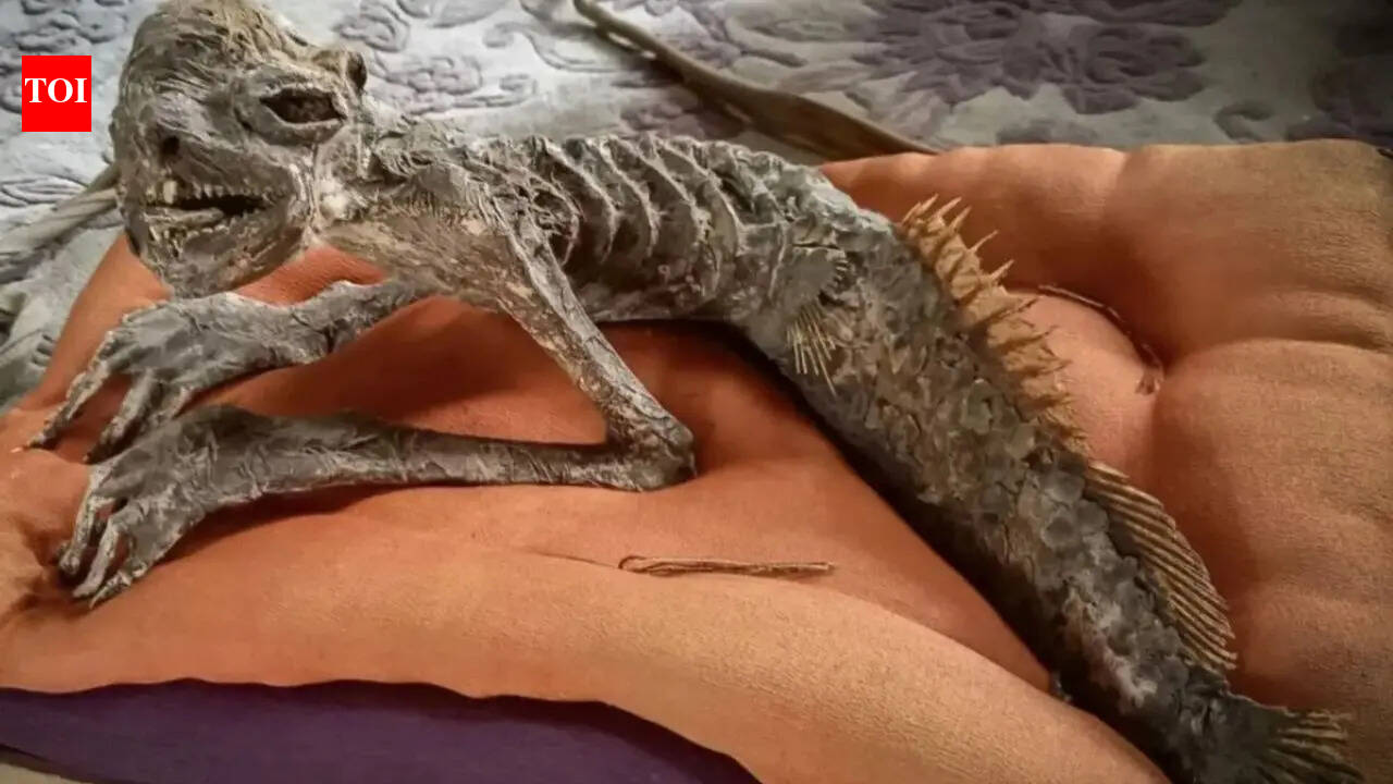 ‘Half-fish, half-human’ Mummified mermaid discovered in Japan with traits linked to rare Kappa folklore artefact |