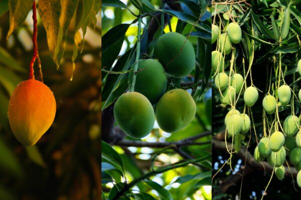 Grow a mango tree in your balcony garden and enjoy the sweet fruit at home |