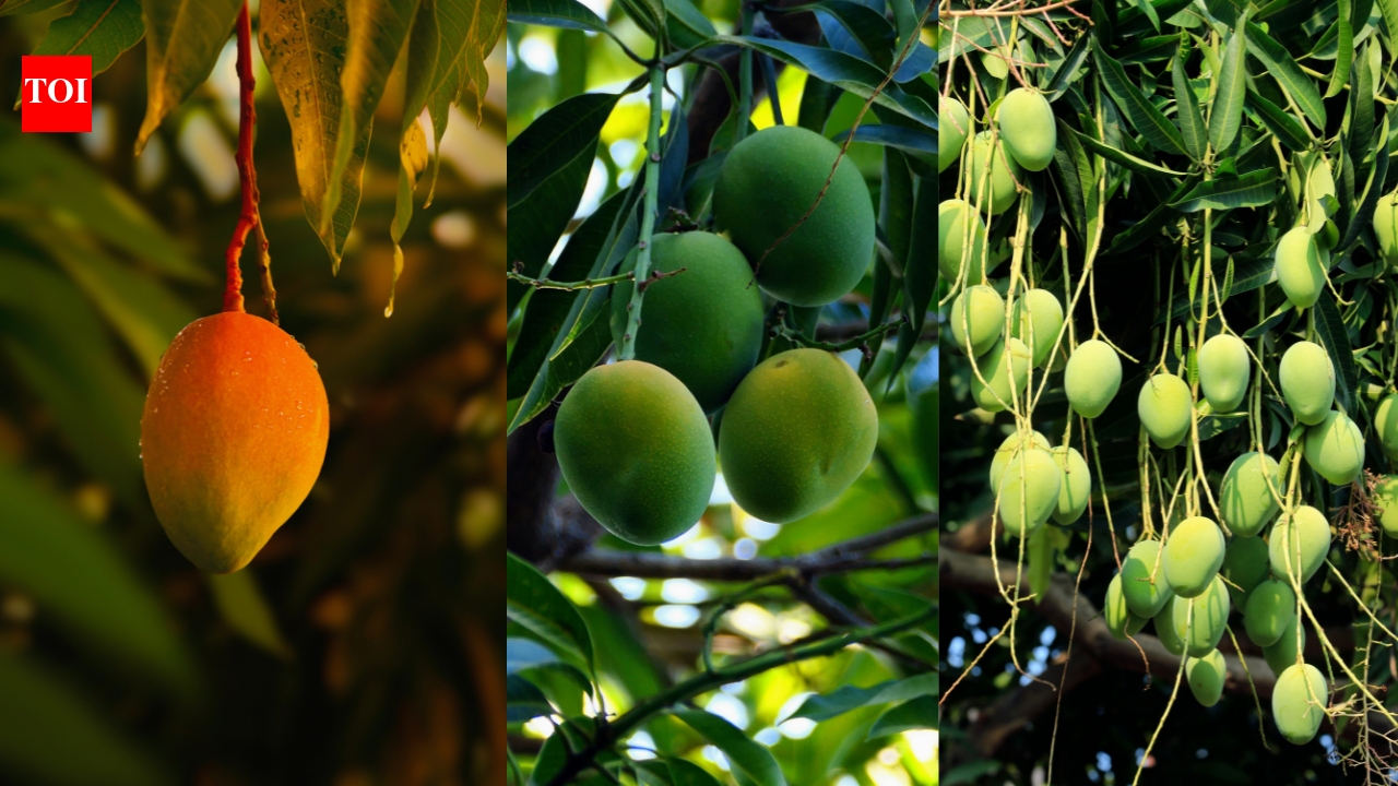 Grow a mango tree in your balcony garden and enjoy the sweet fruit at home |