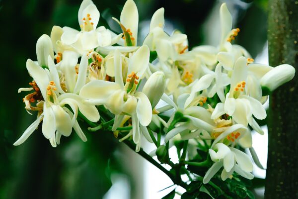 How to grow moringa (sahjan) at home: A simple step-by-step guide |