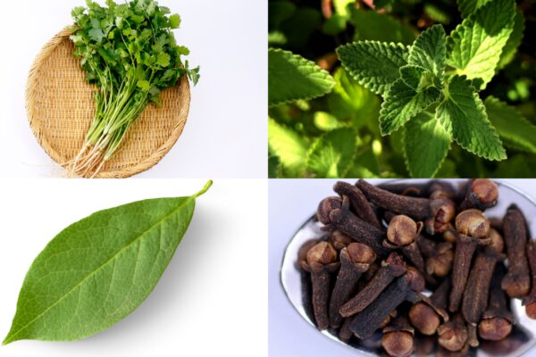 Grow these 5 spice plants at home: Low maintenance, big flavour boost for your kitchen |