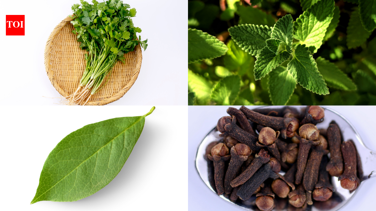 Grow these 5 spice plants at home: Low maintenance, big flavour boost for your kitchen |