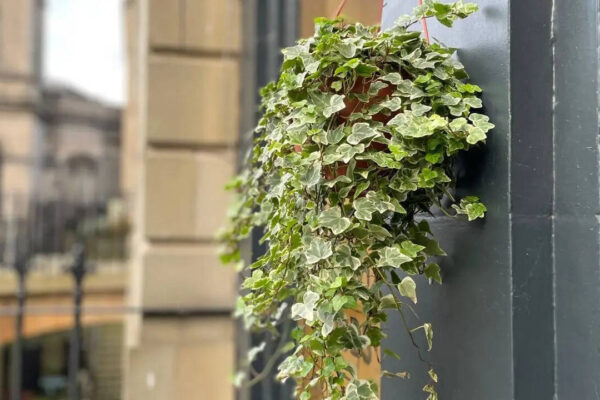 English ivy for indoor spaces: How this simple plant spreads rapidly, adapts easily, and remains a favourite houseplant |