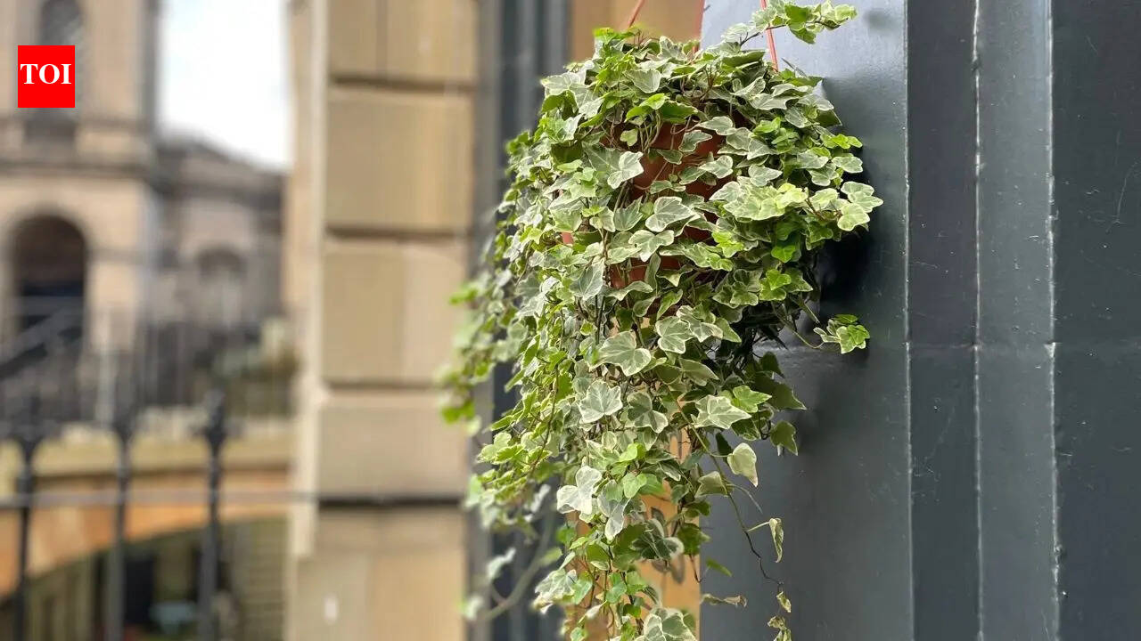 English ivy for indoor spaces: How this simple plant spreads rapidly, adapts easily, and remains a favourite houseplant |