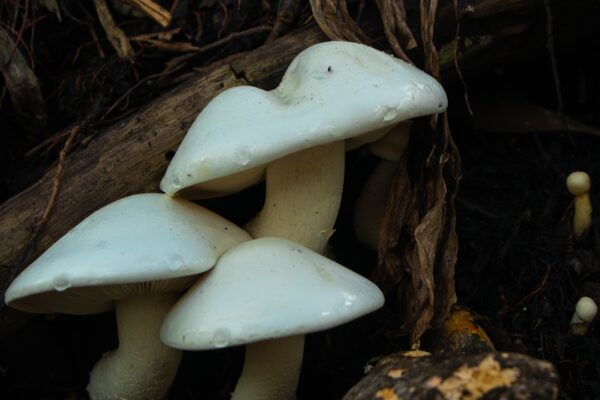 Grow fresh mushrooms in plastic bags: 5 easy steps for year-round organic goodness at home |