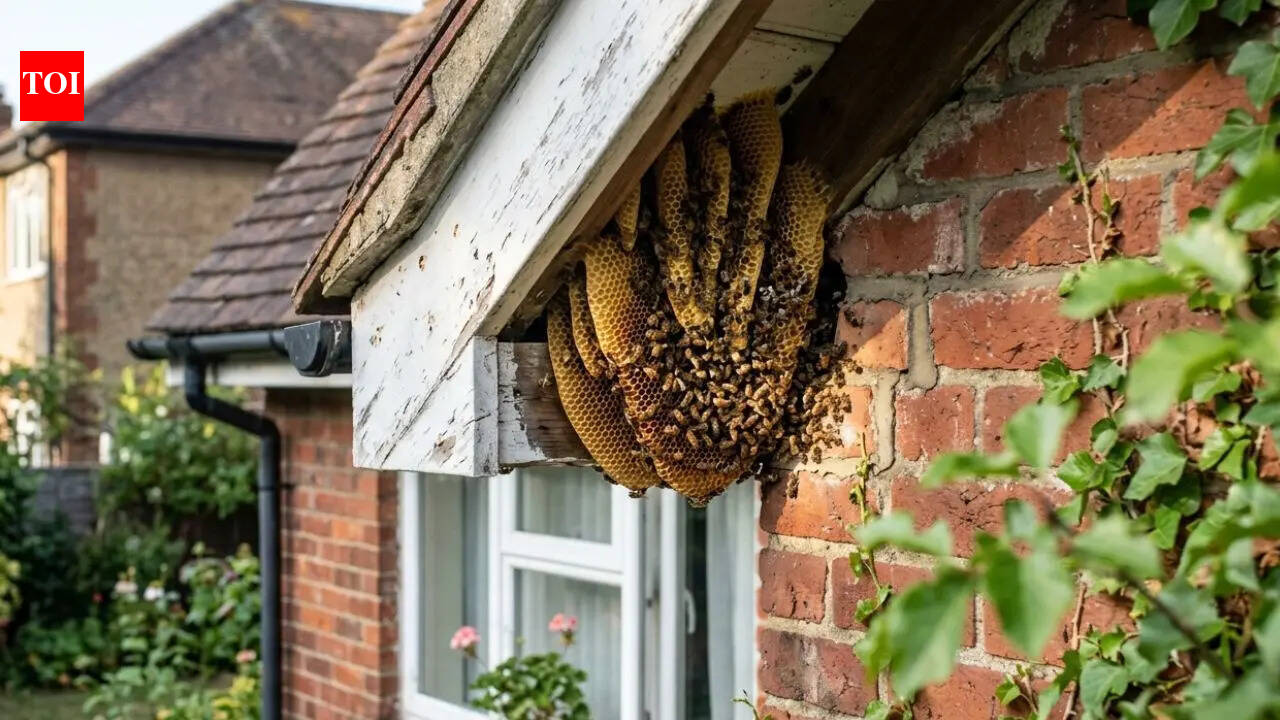 How to identify honey bee nest around home: What it looks like and where bees build it |