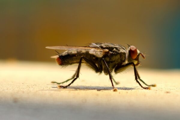 Get rid of flies instantly with this simple kitchen hack |