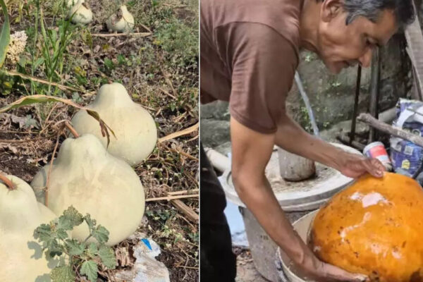 This tiny village in Maharashtra has a magical secret that grows inside pumpkins