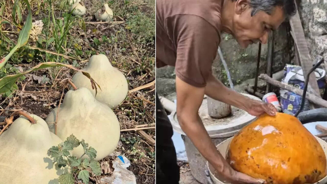 This tiny village in Maharashtra has a magical secret that grows inside pumpkins