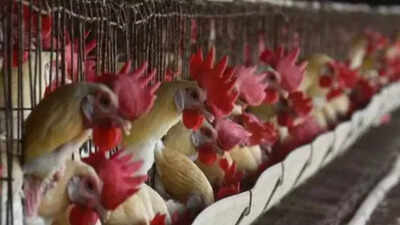 Bird Flu In Nagpur: Bird flu outbreak in Nagpur: 1,000 chickens dead, containment measures on | Nagpur News