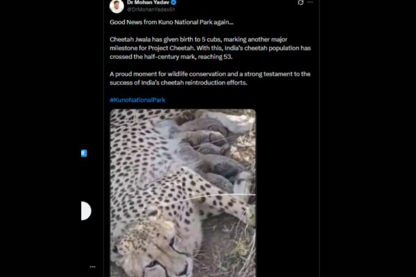 Kuno National Park: Project Cheetah gets a boost as Jwala delivers five cubs; total reaches 53 |