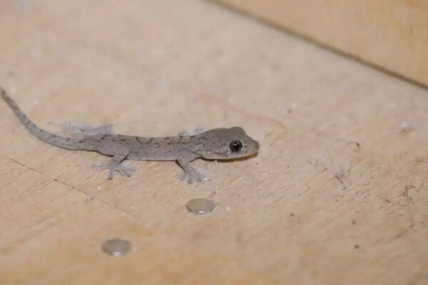 Where do house lizards lay eggs inside homes: The secret hiding spots explained |
