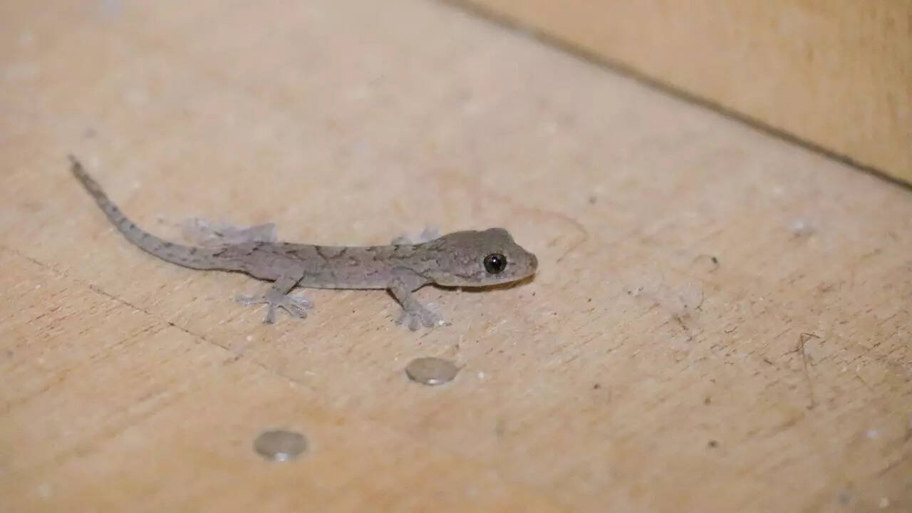 Where do house lizards lay eggs inside homes: The secret hiding spots explained |