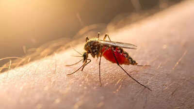 Mosquitoes can’t stop biting you: The shocking reason scientists say you’re their favourite |