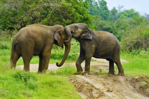 6 intelligent animals and birds on Earth after humans and where to spot them