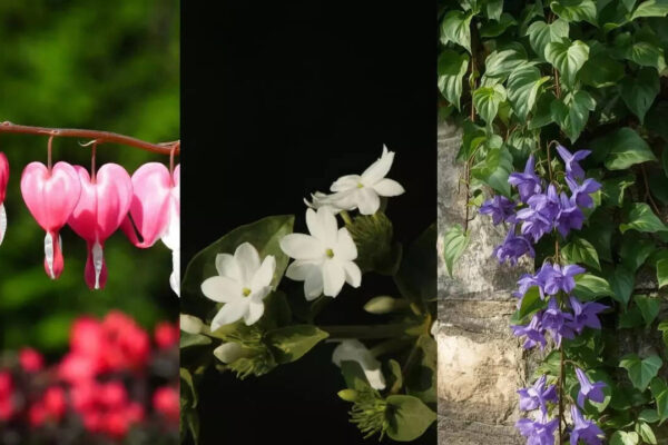 6 self-growing climbers that are low maintenance and Indian weather-proof