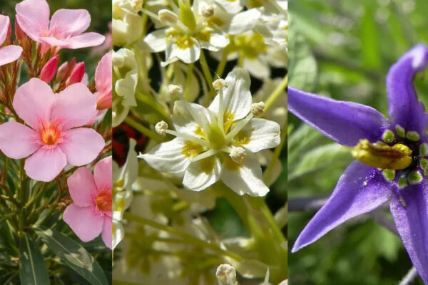 10 beautiful weeds hiding in your yard that could actually be dangerous