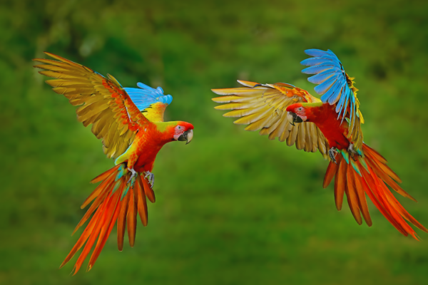 10 countries with the highest bird species in the world; India also secures a spot