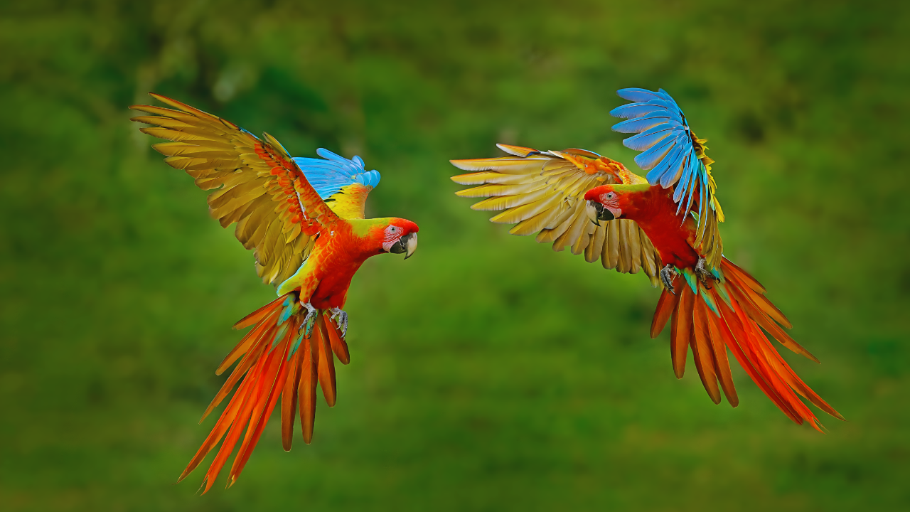 10 countries with the highest bird species in the world; India also secures a spot