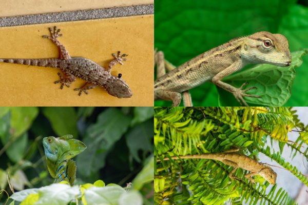 8 plants that keep your home pest-free