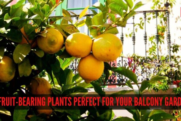 7 fruit-bearing plants perfect for your balcony garden