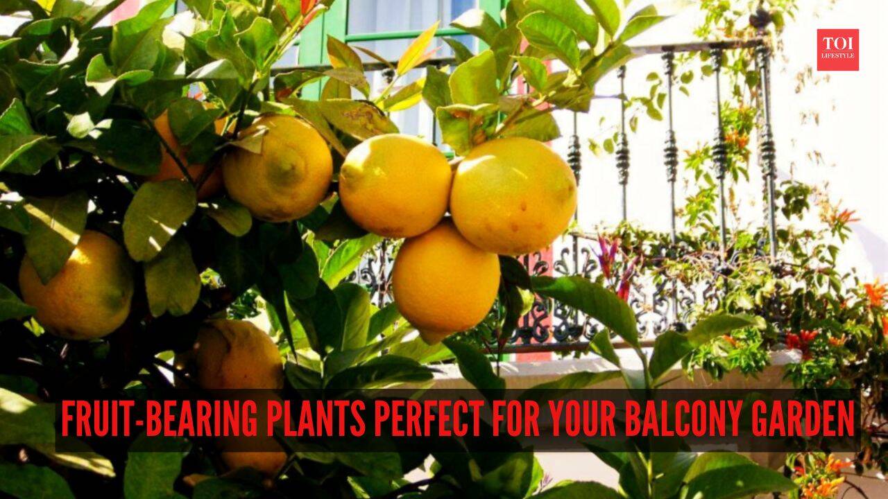 7 fruit-bearing plants perfect for your balcony garden