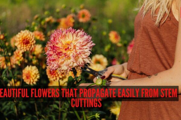8 beautiful flowers that propagate easily from stem cuttings