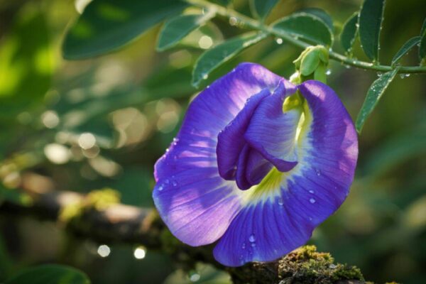 How to grow Goddess Durga’s favourite aparajita flowers in your balcony garden