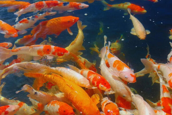 5 Vastu-approved paintings of fish you should have in your home to attract wealth, love and prosperity