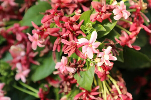 8 beautiful creepers to transform your balcony garden