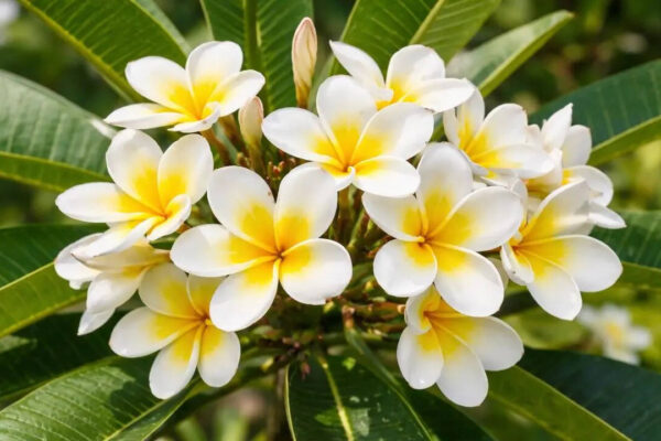 How to grow ketaki flower in your home garden