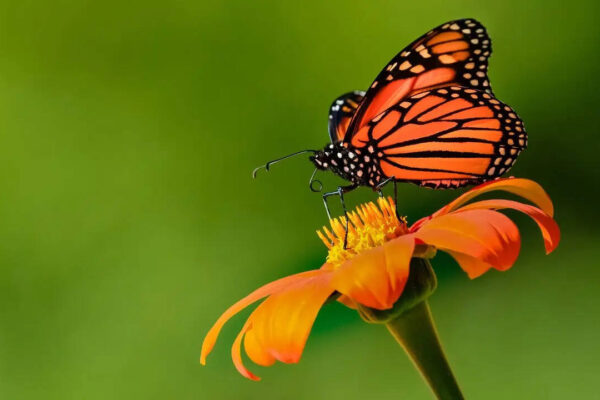 6 effective ways to bring butterflies and birds to your balcony space