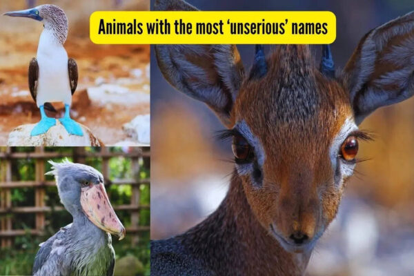 From blobfish to blue-footed booby; 7 wild animals with seriously funny names!